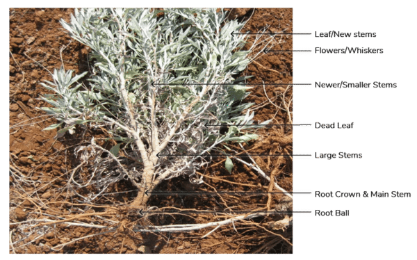 Guayule – American Biorubber